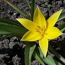 Tulipa urumiensis (tulipan urumski)