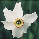 Narcissus poeticus ssp. poeticus (narcyz biały)