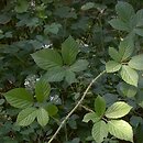Rubus lamprocaulos (jeżyna skąpokwiatowa)