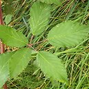 Rubus montanus (jeżyna wąskolistna)