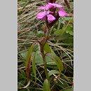 Dianthus compactus (goździk skupiony)