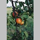 Prunus domestica ssp. italica (śliwa domowa renkloda)