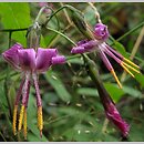 Prenanthes purpurea (przenęt purpurowy)