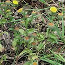 Agrostio stoloniferae-Pulicarietum vulgaris - zespół mietlicy rozłogowej i płesznika zwyczajnego