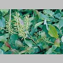 Salix silesiaca (wierzba śląska)