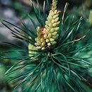 Pinus (sosna)