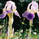 Iris germanica (kosaciec bródkowy)