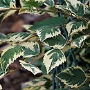 Betula nigra (brzoza nadrzeczna)