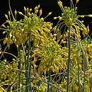 Allium flavum (czosnek złocisty)
