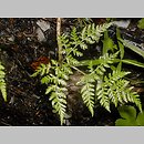 Cystopteris montana (paprotnica górska)