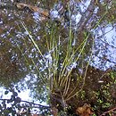 Isoetion lacustris - zbiorowiska drobnych bylin wodnych z udziałem Isoetes