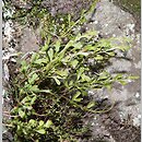 Asplenium ×alternifolium (zanokcica niemiecka)