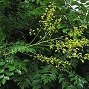 Sapindaceae (mydleńcowate)