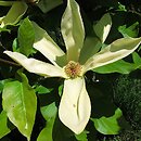 Magnolia ×brooklynensis (magnolia brooklińska)