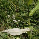 Cirsium helenioides (ostrożeń dwubarwny)