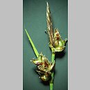 Carex supina (turzyca delikatna)