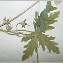 Geranium divaricatum (bodziszek rozłożysty)