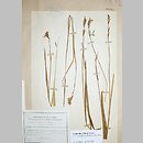 Gladiolus felicis (mieczyk drobnokwiatowy)