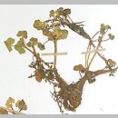 Ranunculus hederaceus (jaskier bluszczolistny)