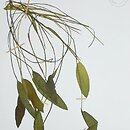 Potamogeton ×gessnacensis (rdestnica Gesnacka)