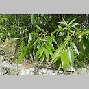 Salix ×rubens (wierzba wyniosła)