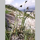 Carex atrata (turzyca czarniawa)