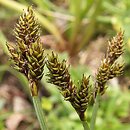 Carex parviflora (turzyca czarna)
