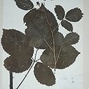 Rubus velutinus (jeżyna aksamitna)