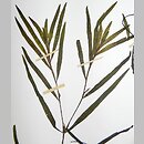 Potamogeton ×olivaceus (rdestnica oliwkowa)