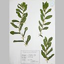 Potamogeton ×salicifolius (rdestnica wierzbolistna)
