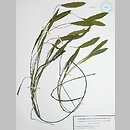 Potamogeton ×sparganiifolius (rdestnica jeżogłówkolistna)