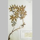 Delphinium ×kotulae (ostróżka Kotuli)