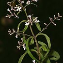 Aloysia citrodora (lippia trójlistna)