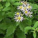 Aster ageratoides (aster żeniszkowaty)