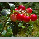 Vaccinium vitis-idaea (borówka brusznica)