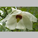 Magnolia sinensis (magnolia chińska)