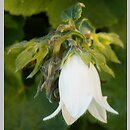 Campanula alliariifolia (dzwonek czosnaczkowaty)
