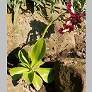 Primula ×pubescens (pierwiosnek omszony)