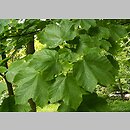 Acer opalus ssp. obtusatum (klon włoski tępolistny)