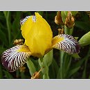 Iris variegata (kosaciec pstry)