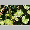 Salix nakamurana ssp. yezoalpina (wierzba Nakamury jezońska)