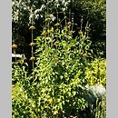 Leonotis nepetifolia (leonotis kocimiętkolistny)