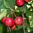 Malus ×purpurea (jabłoń purpurowa)