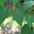 Acer capillipes (klon hondoański)