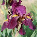 Iris Red Orchid