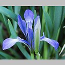 Iris lactea (kosaciec mlecznobiały)