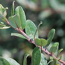 Salix ×finmarchica