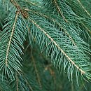 Picea engelmannii (świerk Engelmanna)