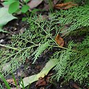Onychium japonicum (onychium japońskie)