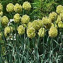 Allium obliquum (czosnek ukośny)